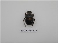 藏品(爪哇大黑糞金龜)的圖片